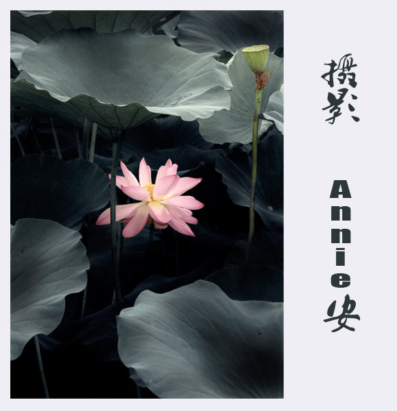 【山有扶苏,隰有荷华摄影图片】山东生态摄影
