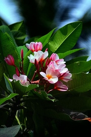 热带的花