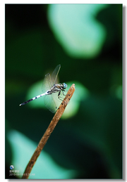 蜻蜓 2010.8.16