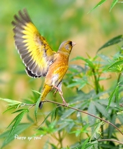 雁鸣湖的金翅鸟