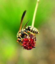 草蜂