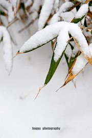 雪 韵