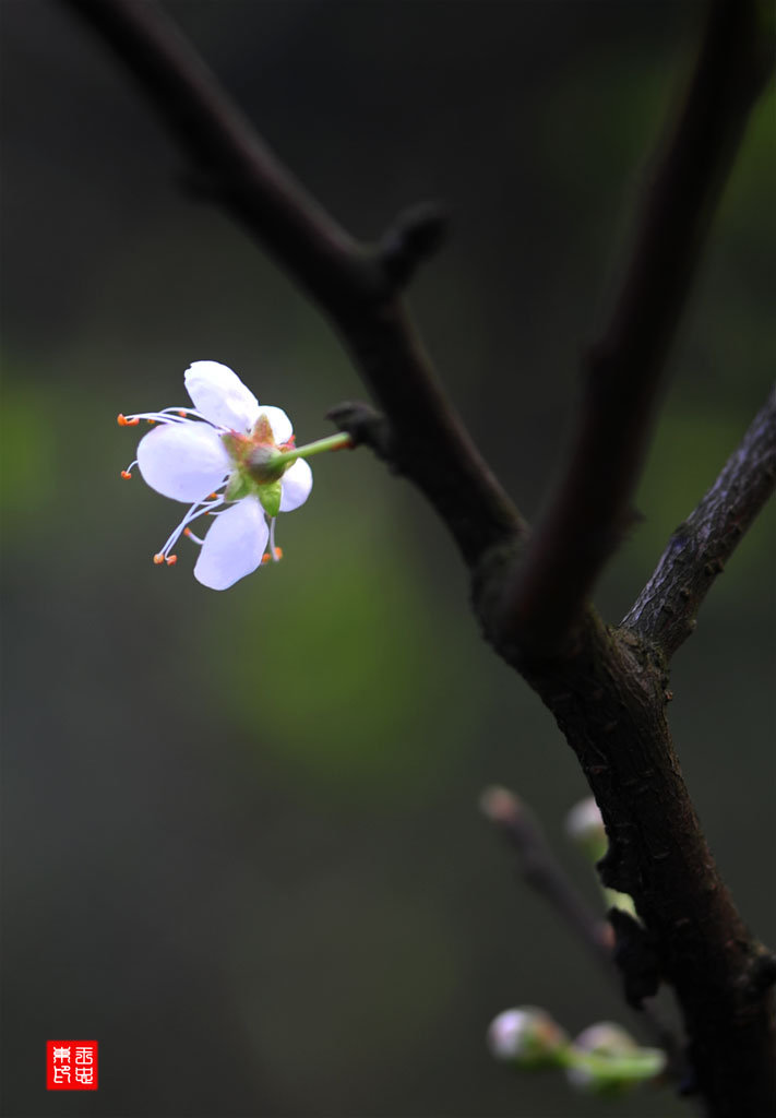 梨花带血