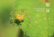 虫在江湖(1)蜘蛛