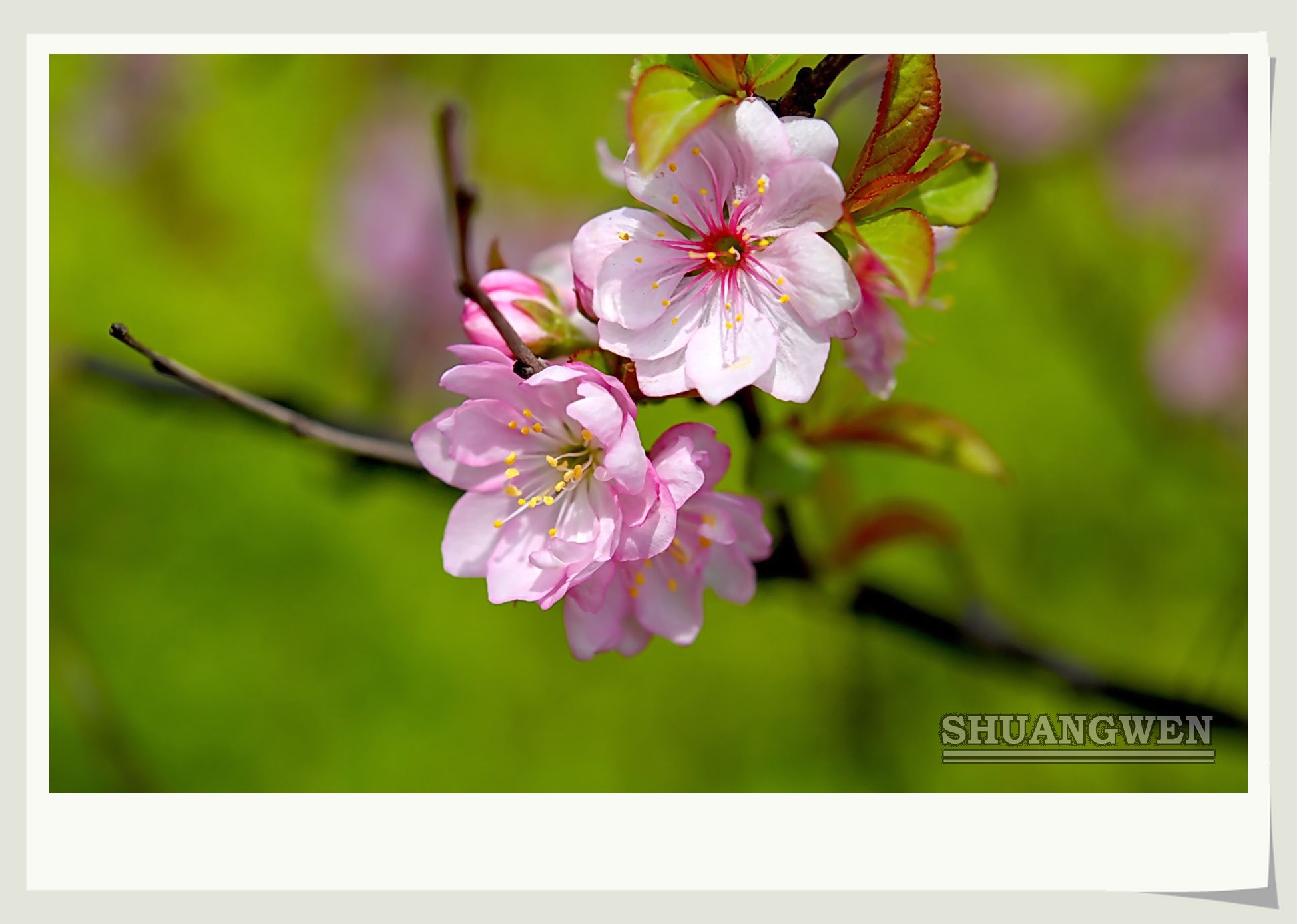 樱桃花