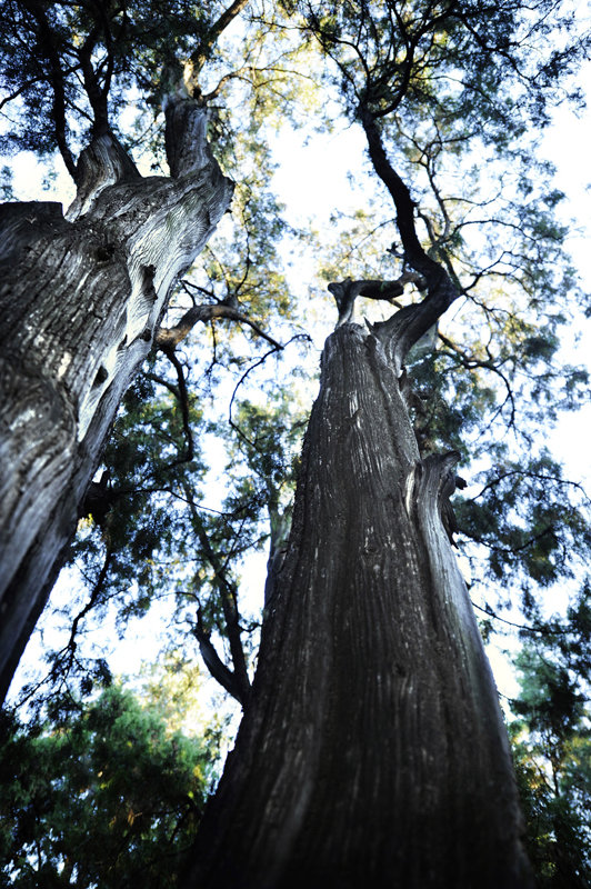 Memory of Trees