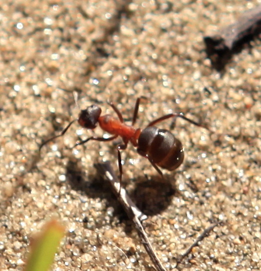 中华红林蚁图片