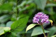 小小紫花