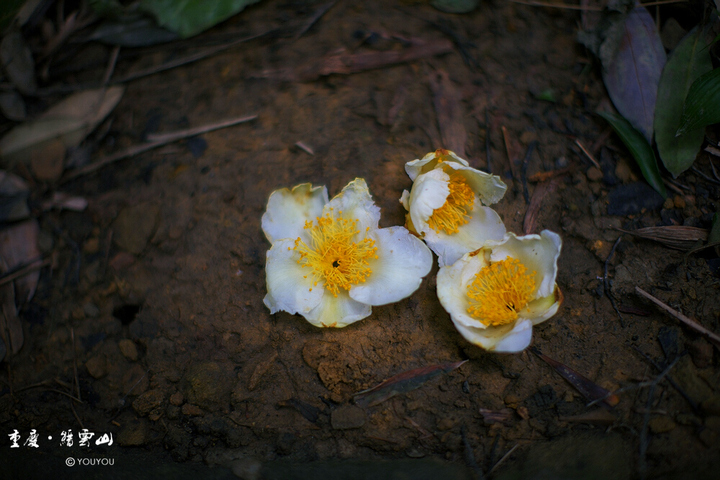 ɽ