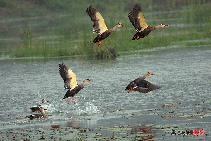 【城郊湿地野鸭飞摄影图片】仙桃城郊湿地生态摄影