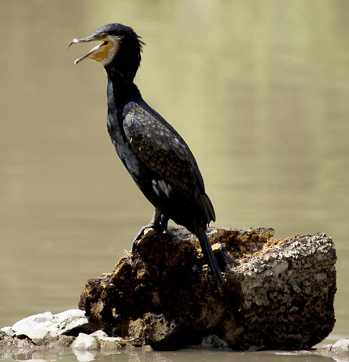 【乌鲁木齐野生动物园摄影图片】乌鲁木齐野生