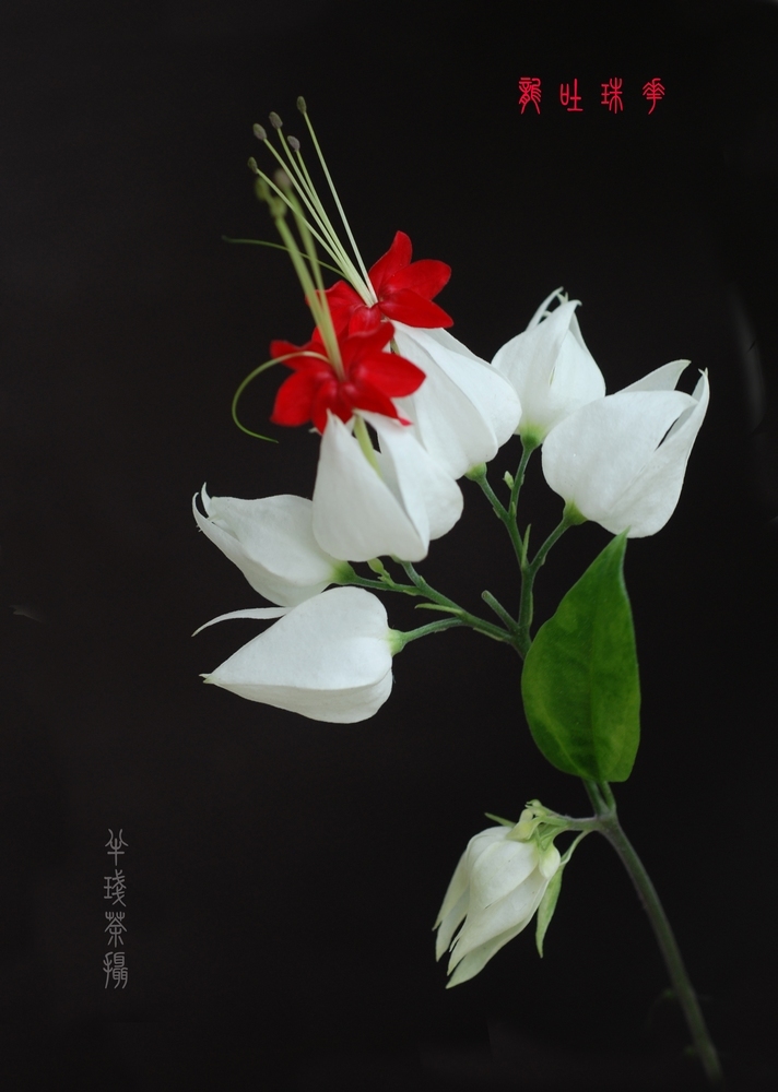 九龙吐珠九龙吐珠花