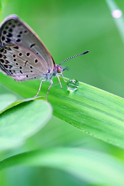 2010~夏虫