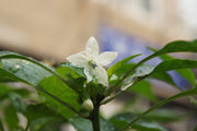 非花是花