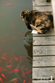 野猫,你别白费心机（下）