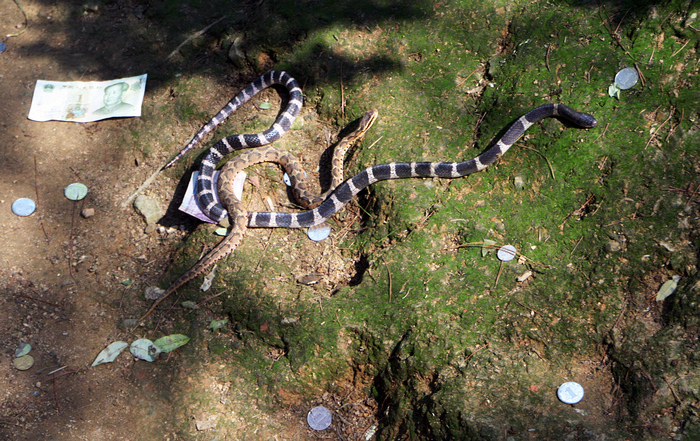 千岛湖蛇岛图片图片
