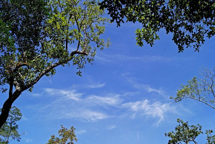 瓯江口绿地天空树图片