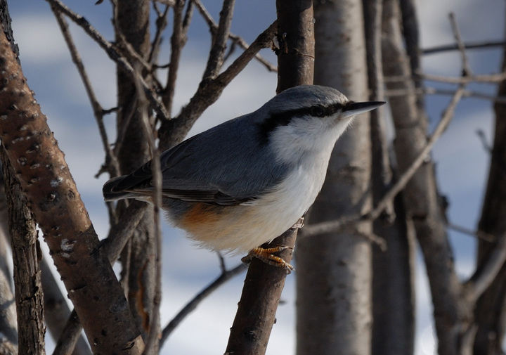 ͨ Wood Nuthatch