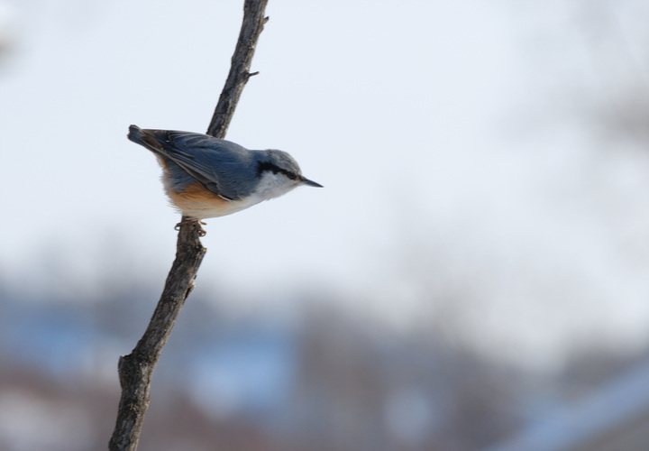 ͨ Wood Nuthatch