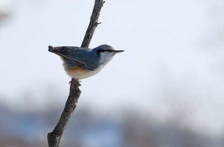 ͨ Wood Nuthatch