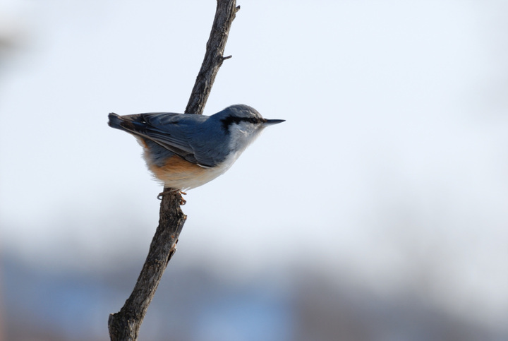 ͨ Wood Nuthatch