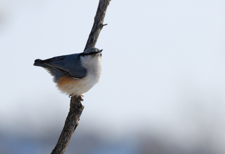 ͨ Wood Nuthatch