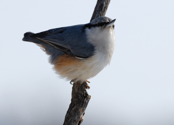 ͨ Wood Nuthatch