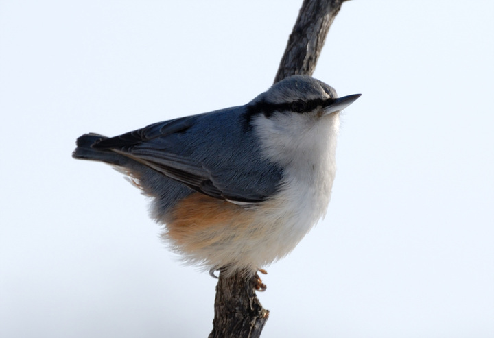 ͨ Wood Nuthatch