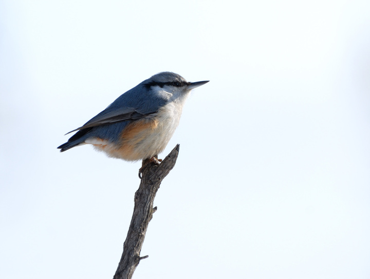 ͨ Wood Nuthatch