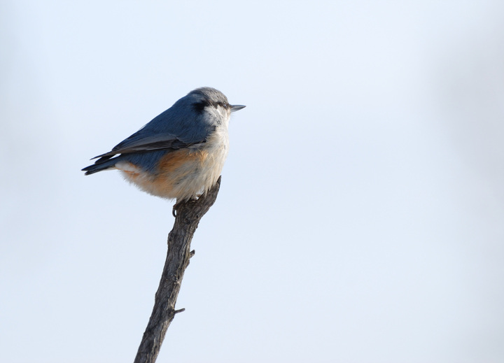 ͨ Wood Nuthatch