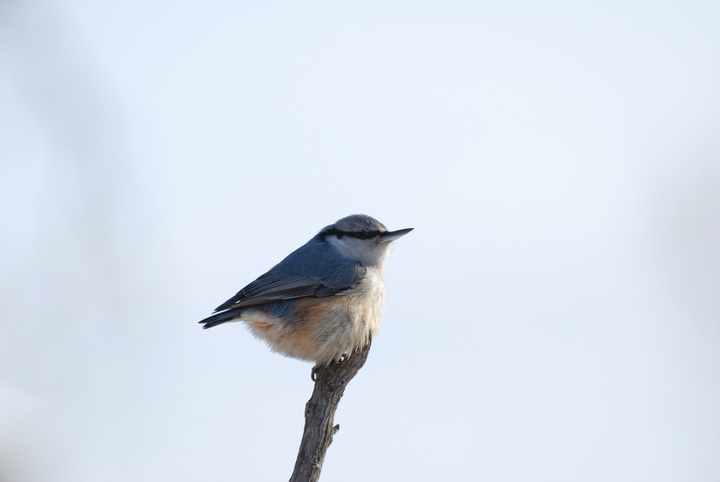 ͨ Wood Nuthatch