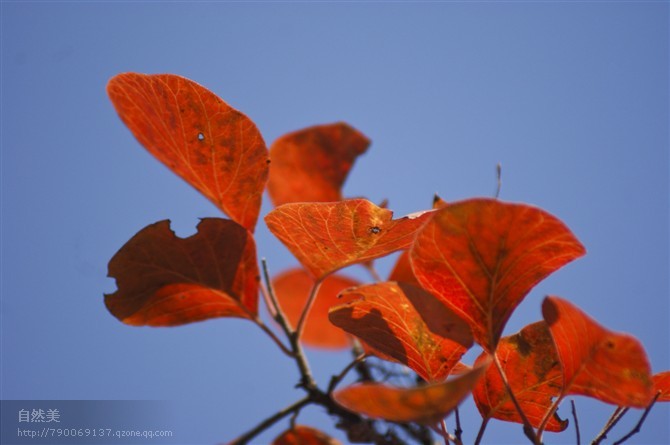 ӡ֮һ