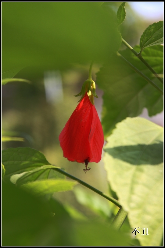 紅花綠葉