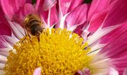 小蜜蜂采花粉