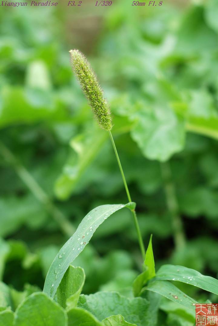 ļ