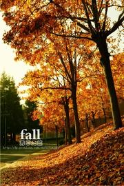 Fall-秋