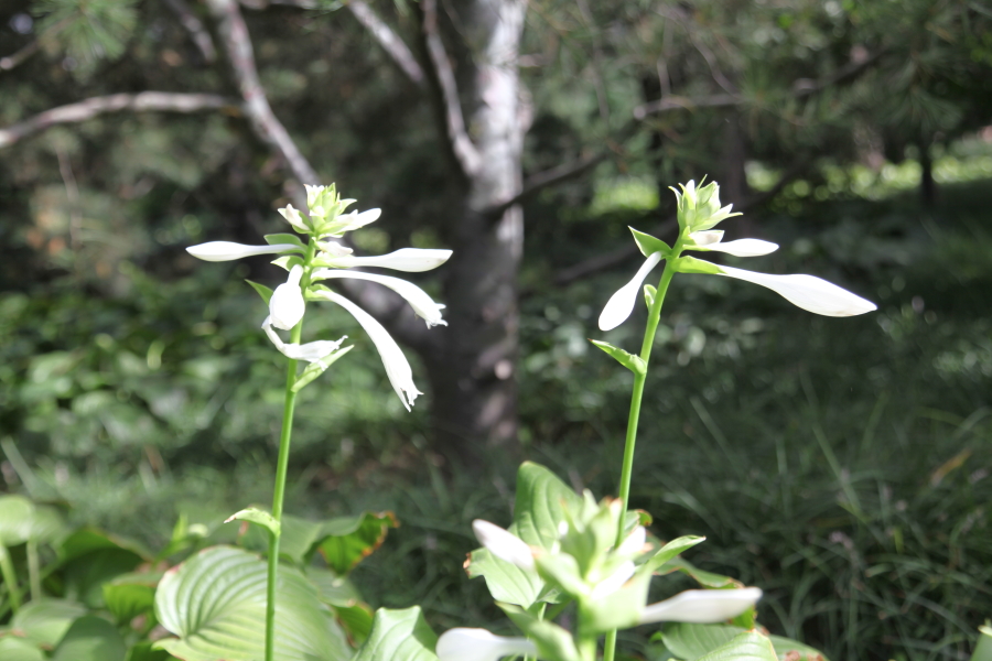 踏花歸來馬蹄香