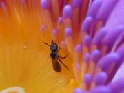 莲 花 微 距