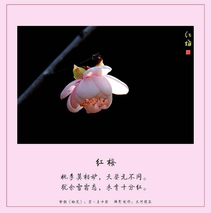 羅崗香雪(梅花詩)