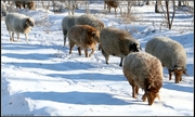 雪野牧羊