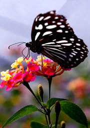 一只蝴蝶两朵花