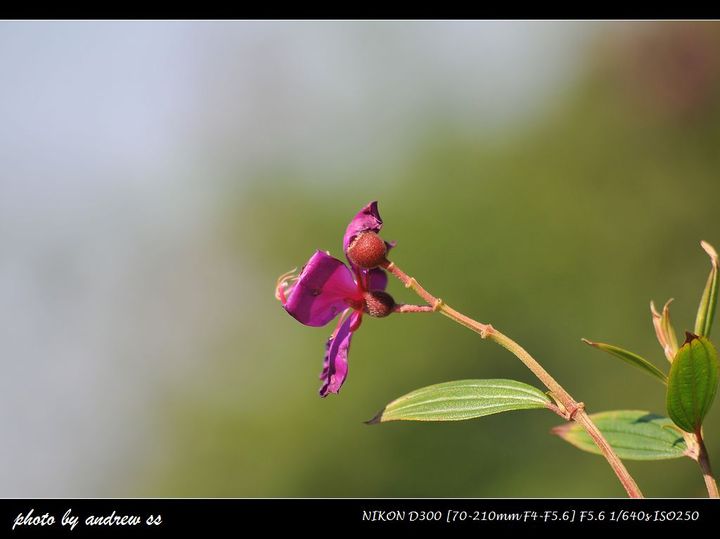 ῵ССڡ---AF 70-210mm f/4-5.6