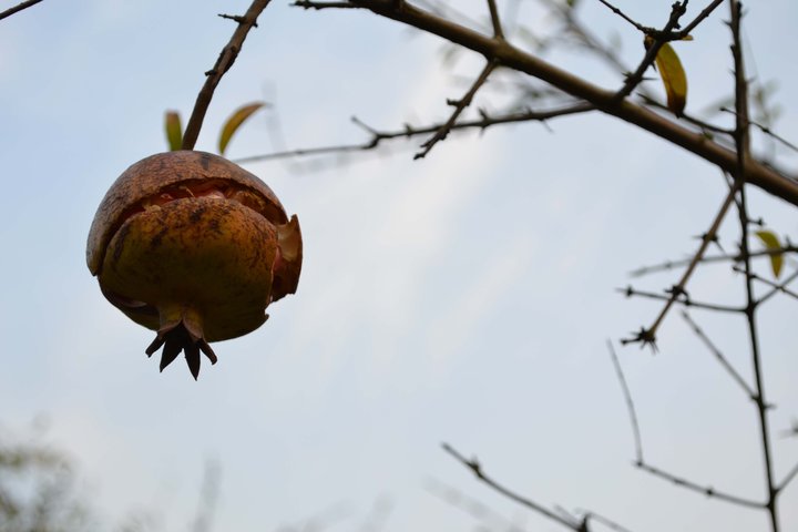 ʯ