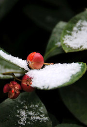 雪中花