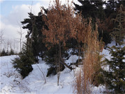 雪后山景