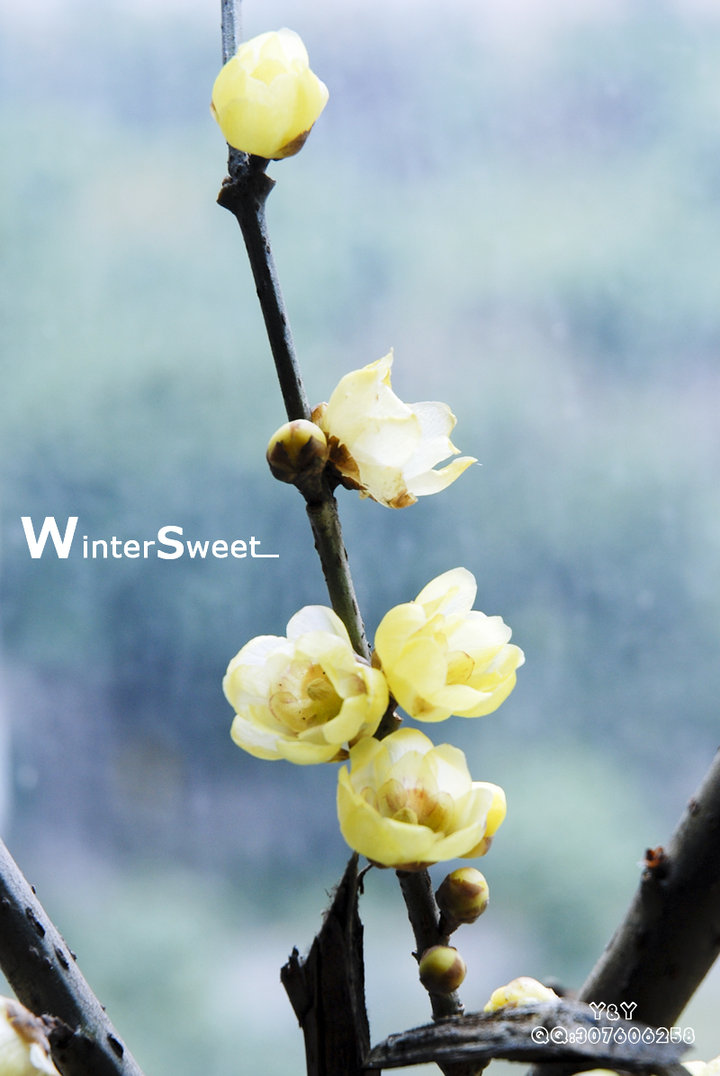 wintersweet