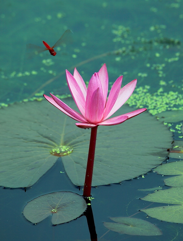 【=蜻蜓点水=摄影图片】荷花世界风光摄影