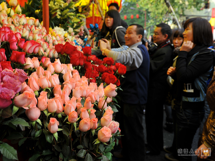 【花街2—粤风情,越多彩摄影图片】广州西湖路花市纪实摄影_一只猫