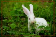 兔年吉祥-玉兔迎春