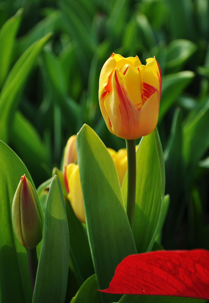 Language of tulip